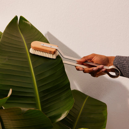 Plant Brush